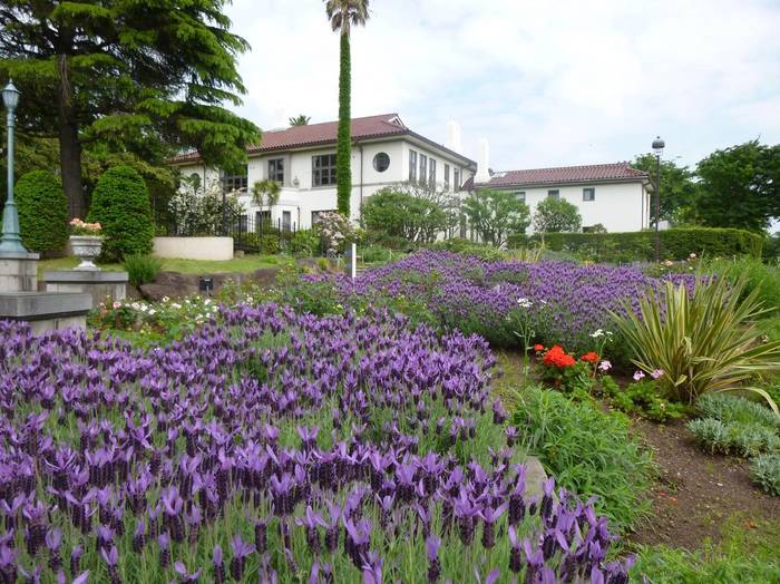 2014.5.7フレンチ ラベンダー.JPG