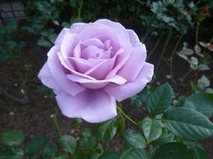 横浜市イギリス館 「港の見える丘公園」ビューⅢ