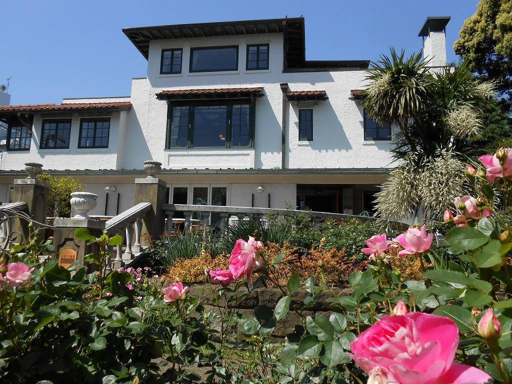 バラが満開です。の写真