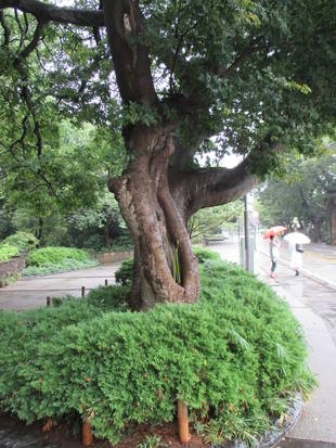 山手本通りエリスマン邸前にある大きな木です。