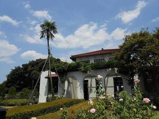 ゴールデンボーダーが咲き始めました！（山手111番館）