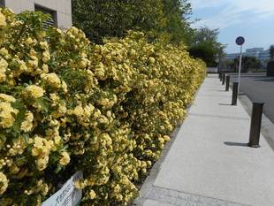 外交官の家　モッコウバラ