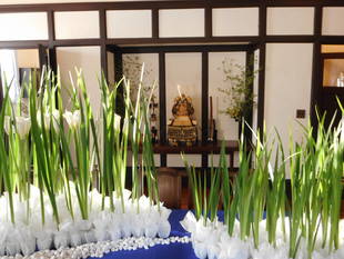 端午の節句装飾