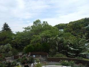 センダンの花が咲いています。