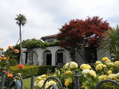 山手111番館 バラの開花情報の写真
