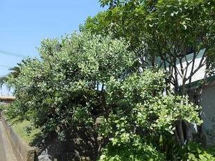 山手111番館　フェイジョアの花が咲いています。