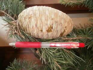 テニス発祥記念館《若い松ぼっくり》