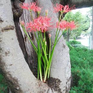 彼岸花