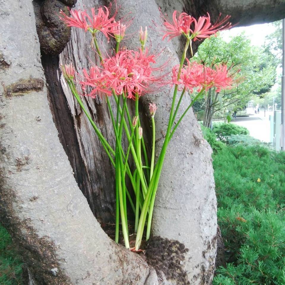 彼岸花の写真
