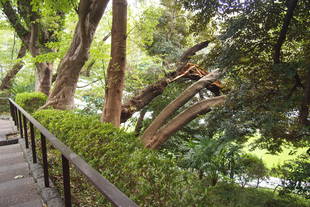 元町公園 台風24号で折れ枝のため一部通路閉鎖