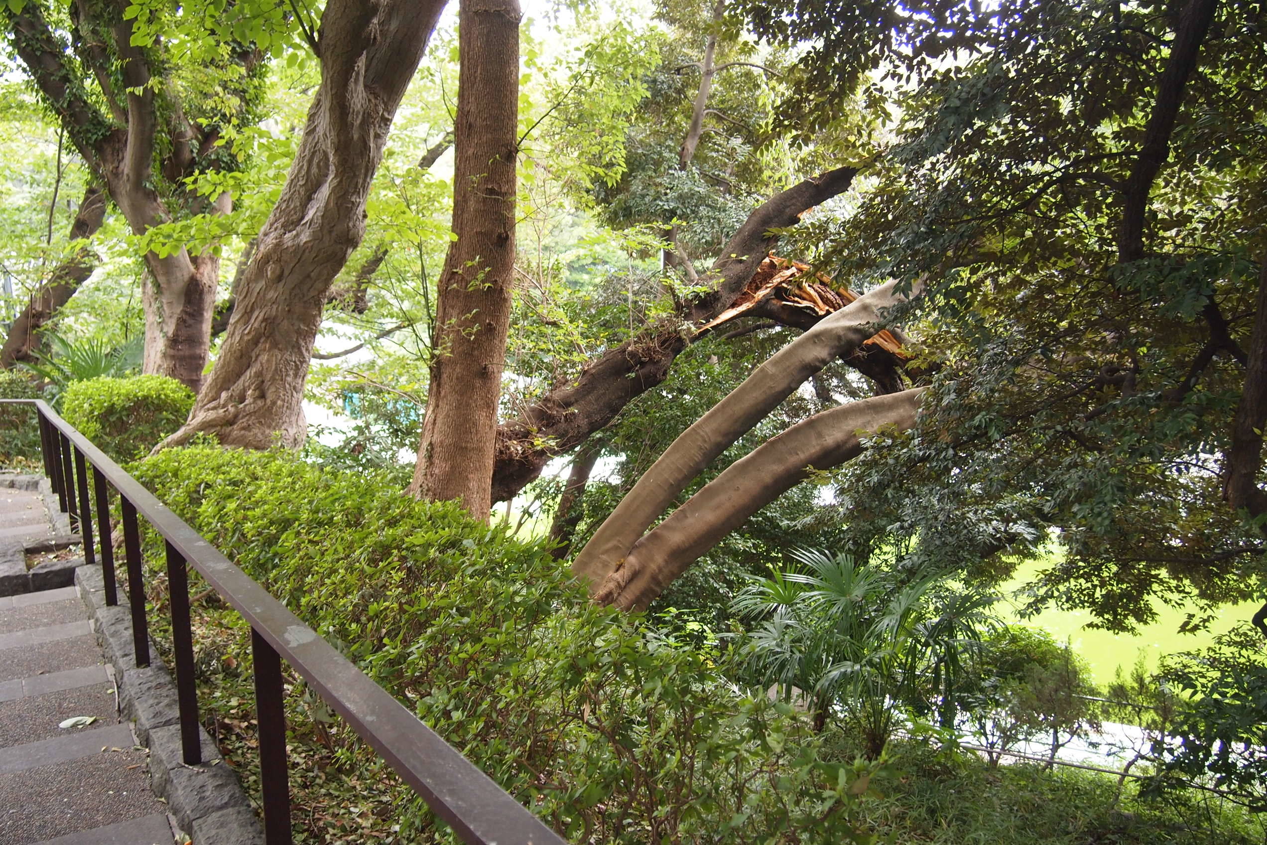 元町公園 台風24号で折れ枝のため一部通路閉鎖の写真