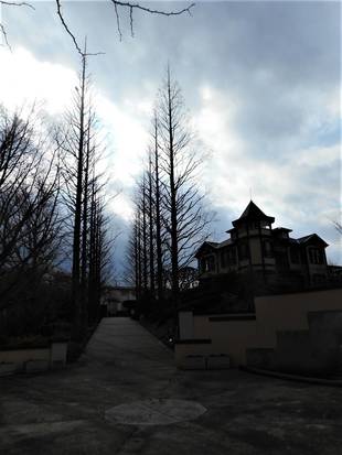 山手イタリア山庭園　メタセコイアの並木道