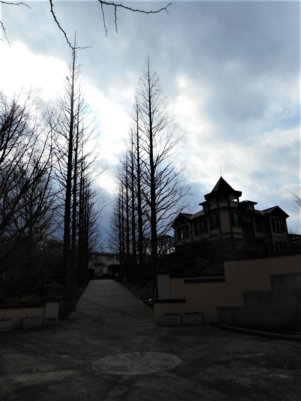 山手イタリア山庭園　メタセコイアの並木道の写真