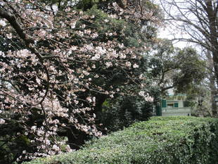 元町公園の桜の様子