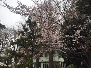 エリスマン邸　桜のようす