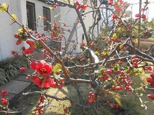  山手111番館　ボケの花