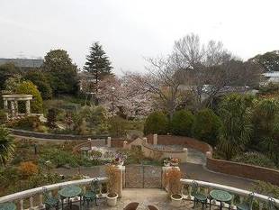 山手111番館　ダイニングルーム窓から見える桜Ⅲ