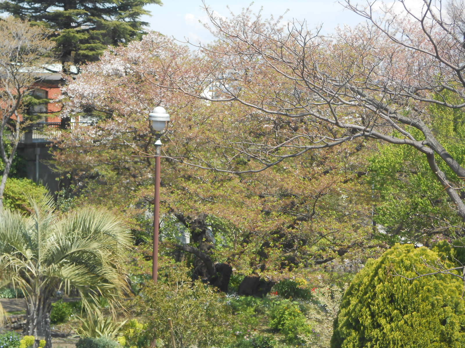 山手111番館　ダイニングルーム窓から見える桜 Ⅴの写真