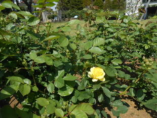 山手111番館 お庭の様子