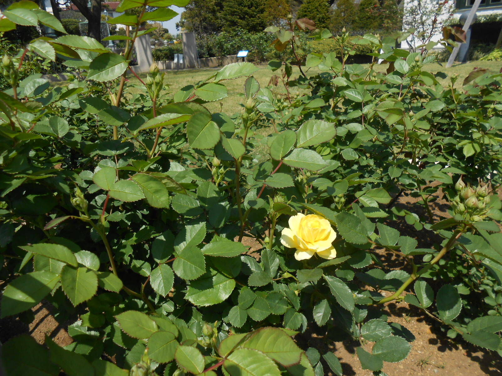 山手111番館　お庭の様子の写真