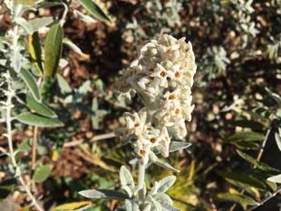 エリスマン邸の前庭から