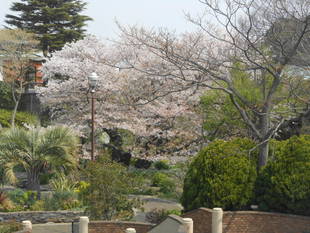 山手111番館　ダイニングルーム窓から見える桜 Ⅳ
