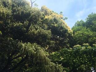 エリスマン邸の前庭からⅣ