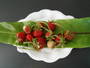  山手111番館　お庭の様子