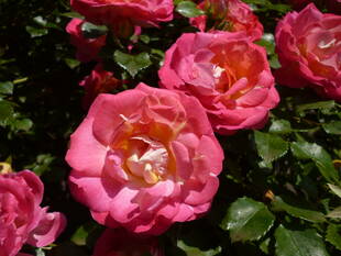 ブラフ18番館　バラ情報