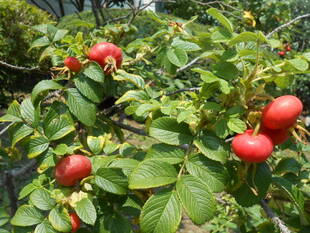 山手111番館「お庭の様子」