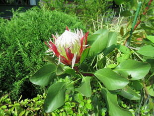 ベーリック･ホールの庭園から