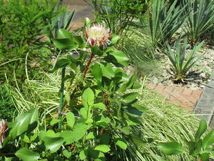  ベーリック･ホールの庭園から