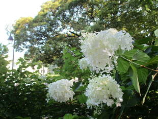 エリスマン邸の前庭から