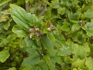 ブラフ18番館のシュウメイギク