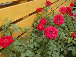 雨上がりのあとは