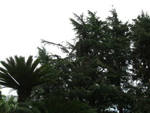 ベーリック・ホール　庭園の様子