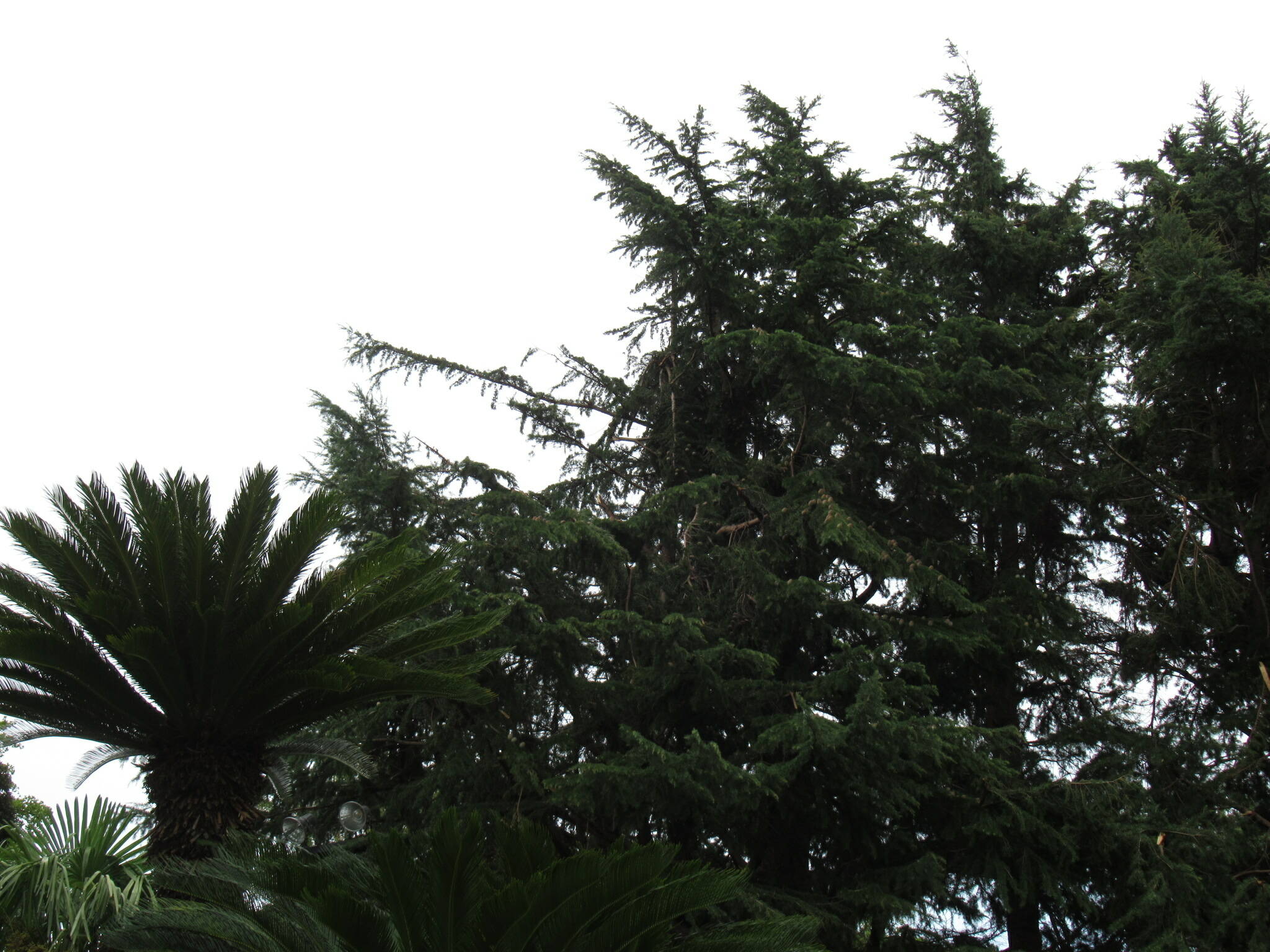 ベーリック・ホール　庭園の様子の写真