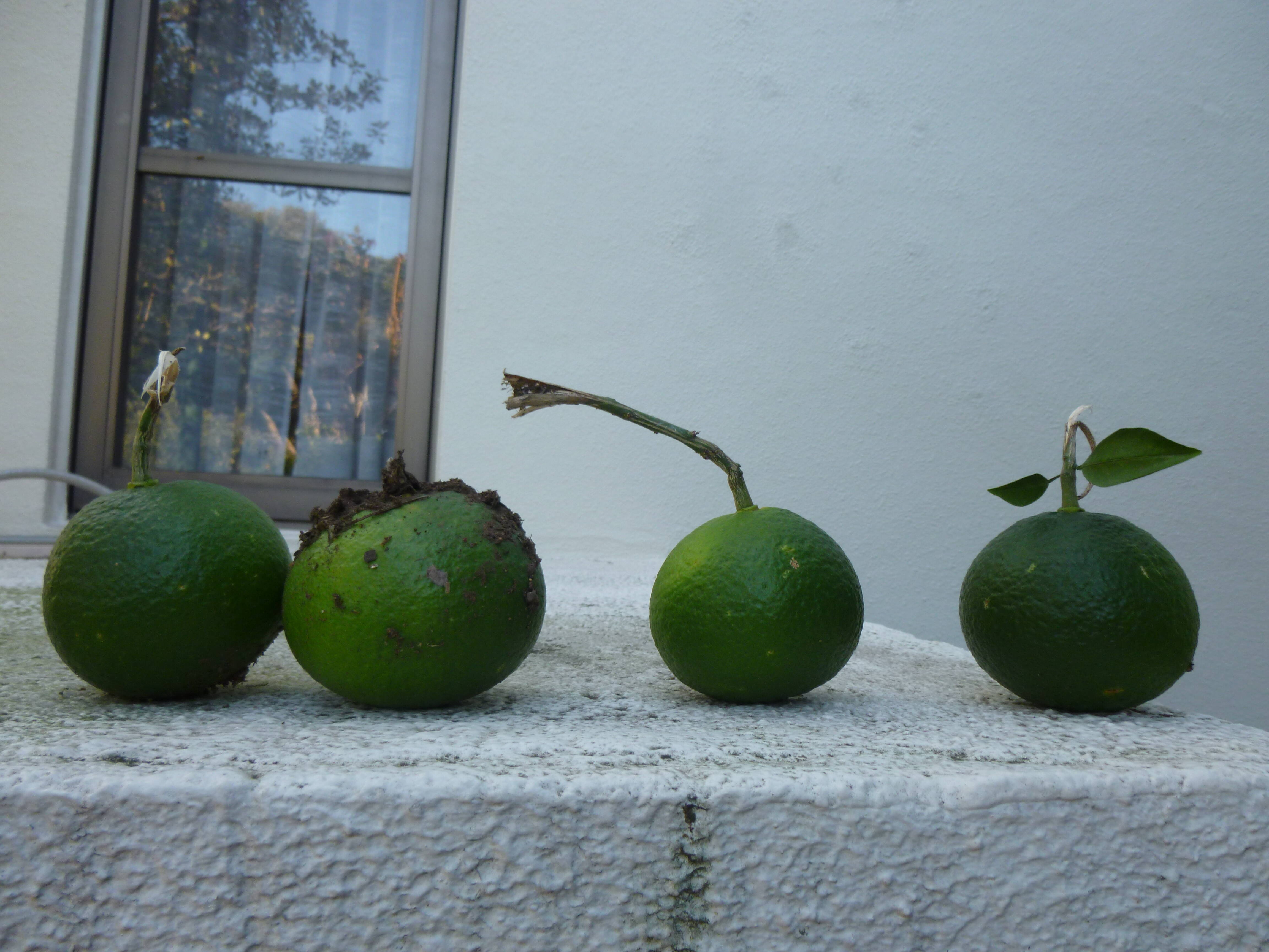 港の見える丘公園ビュー　≪風物詩≫の写真