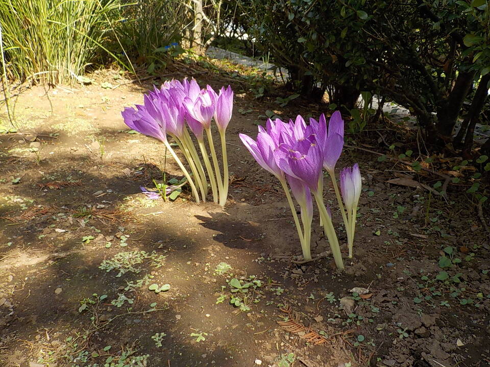 秋のお花たちの写真