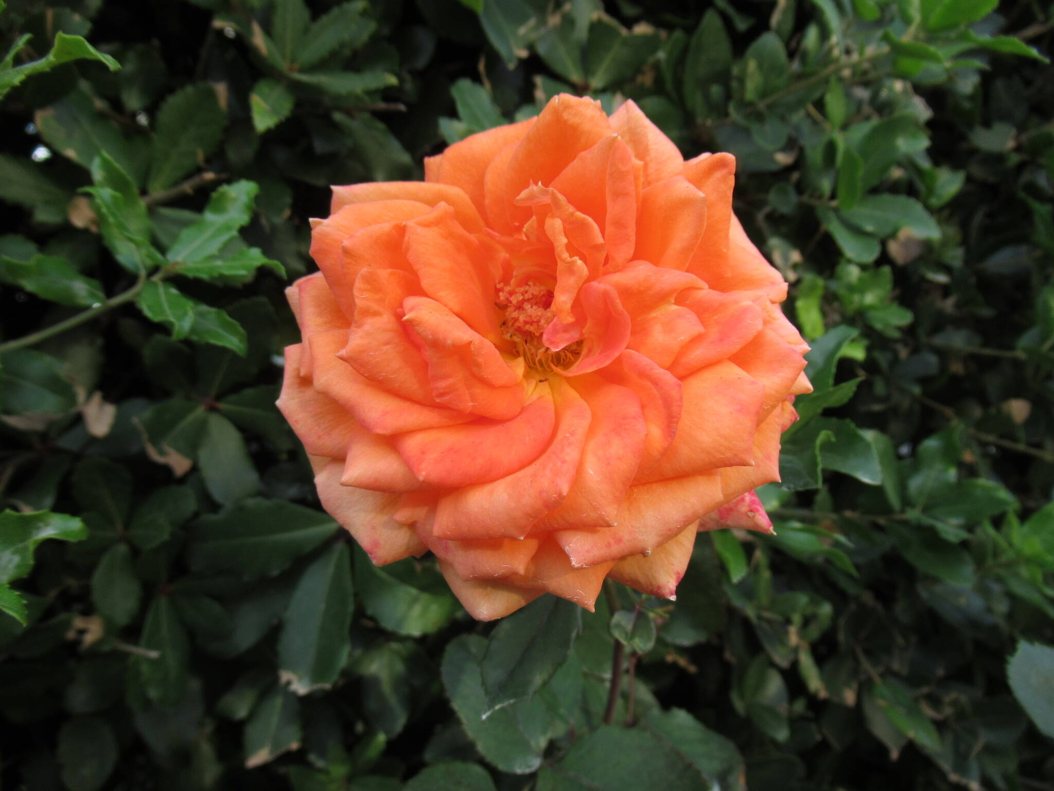 べーリック・ホールの庭園からの写真