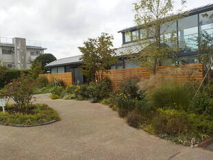 秋バラの開花状況