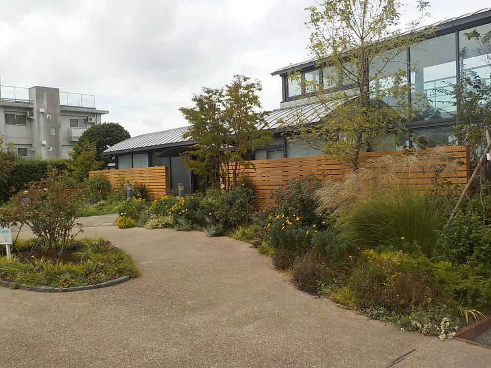 秋バラの開花状況の写真