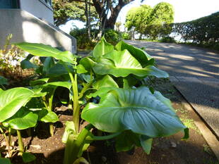 ブラフ18番館　朝の庭園【11/12】