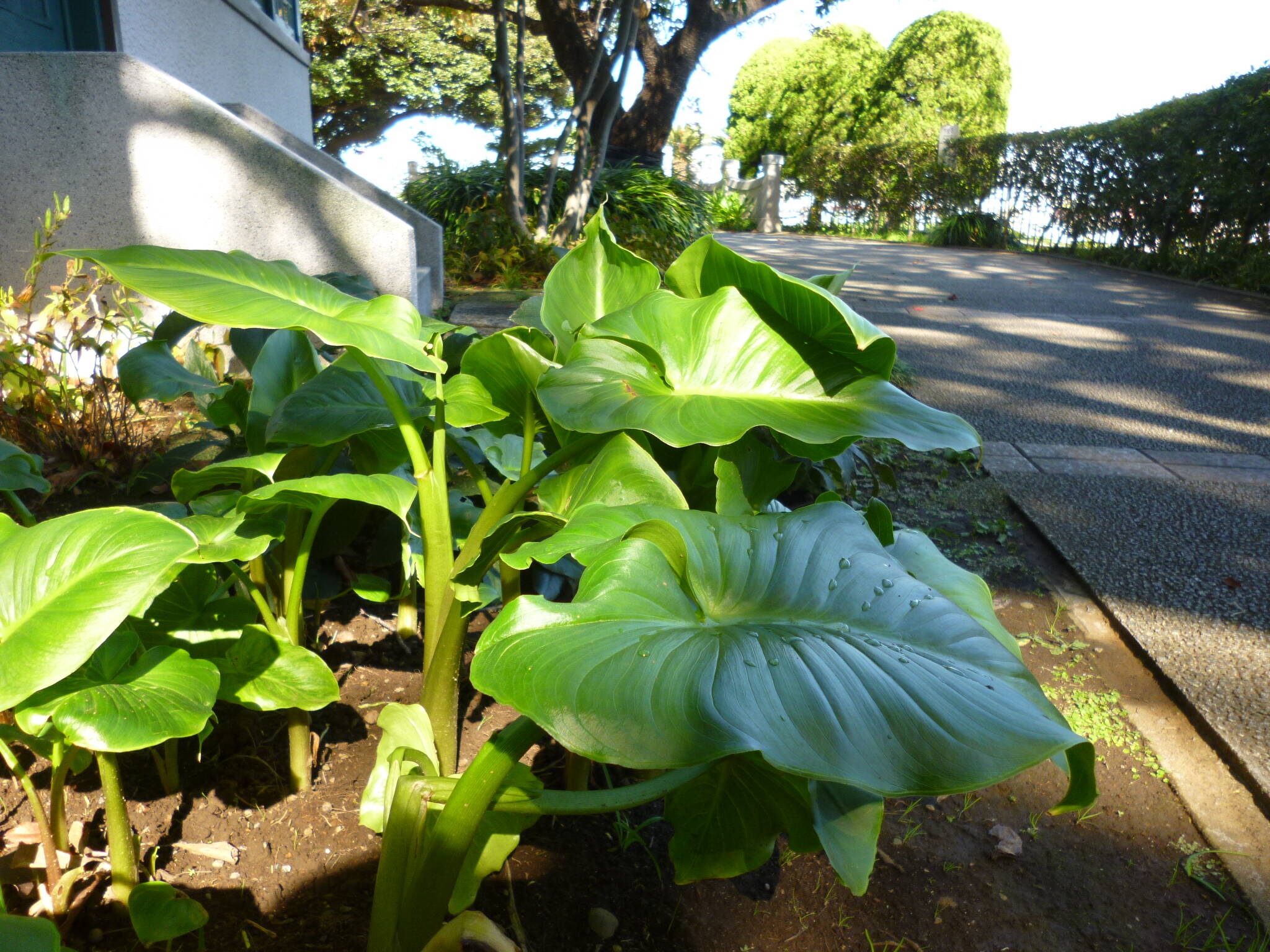 ブラフ18番館 朝の庭園【11/12】の写真
