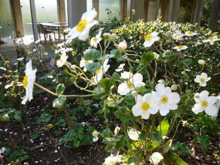 ブラフ18番館のシュウメイギク