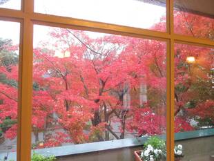 山手234番館　紅葉が見頃です