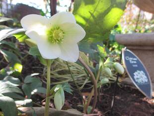 山手234番館　春の訪れ