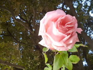 山手イタリア山庭園のときわぎ