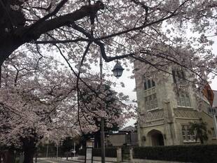 元町公園　桜開花情報ブログが始まります！