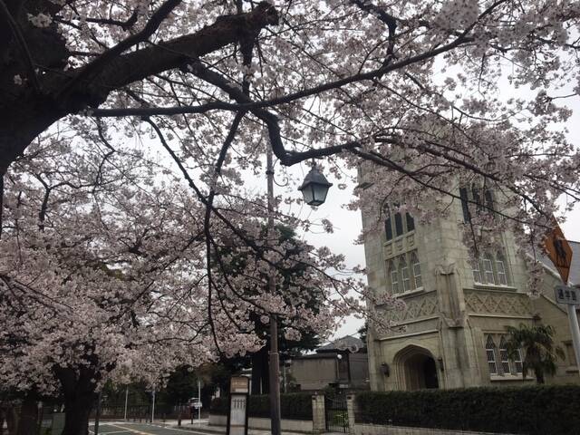 元町公園 桜開花情報ブログが始まります!の写真